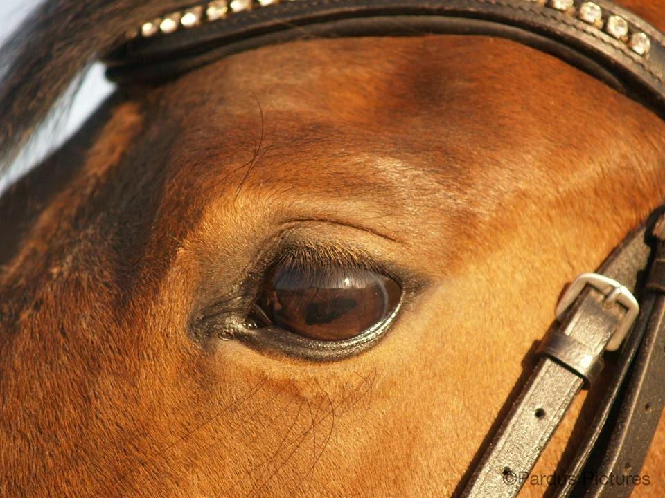 Dansk Varmblod Nico Décir billede 2