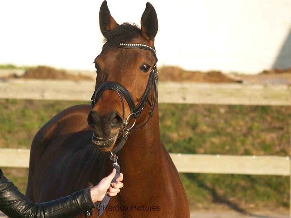 Dansk Varmblod Nico Décir billede 7