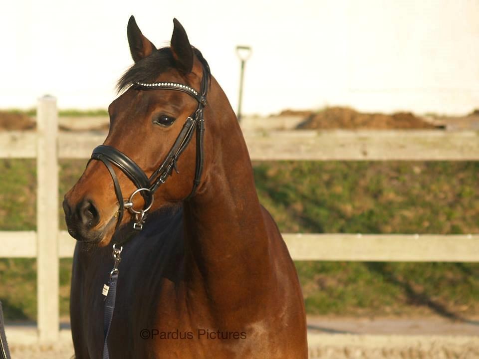 Dansk Varmblod Nico Décir billede 4