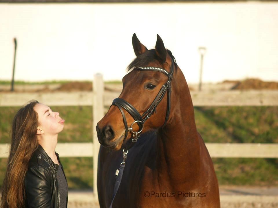 Dansk Varmblod Nico Décir billede 13