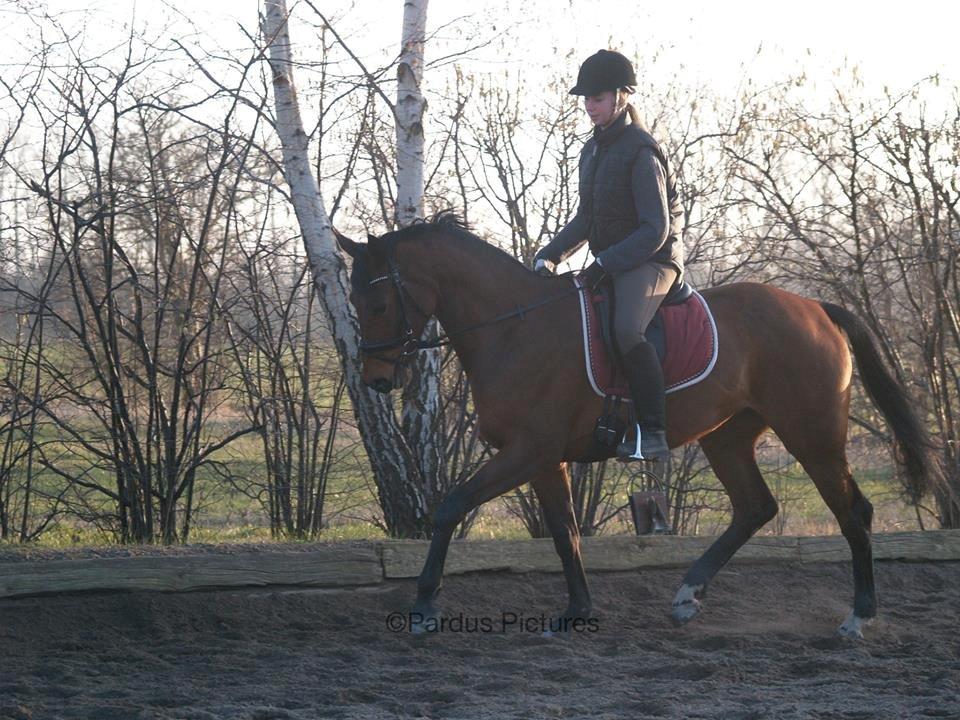 Dansk Varmblod Nico Décir billede 14