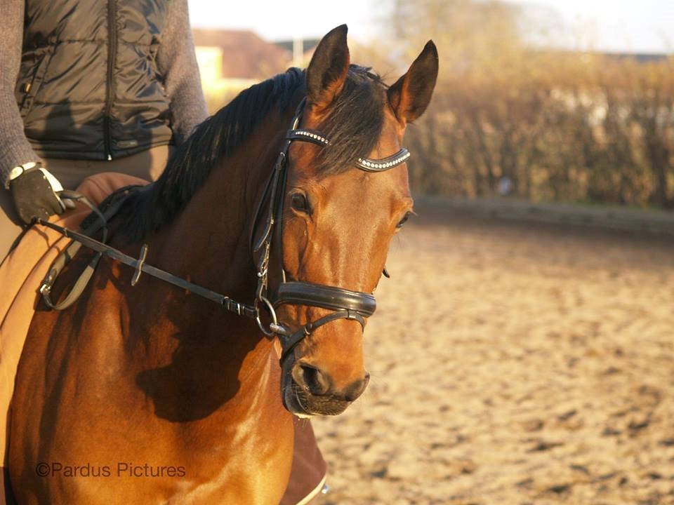 Dansk Varmblod Nico Décir billede 9