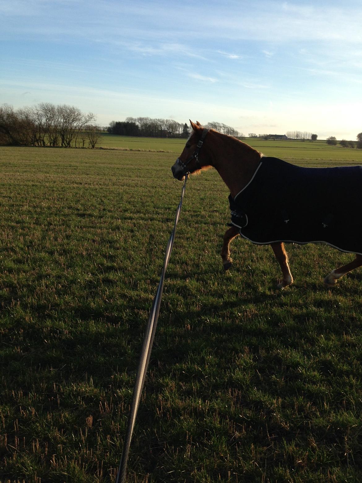 Anden særlig race Prinsess billede 14