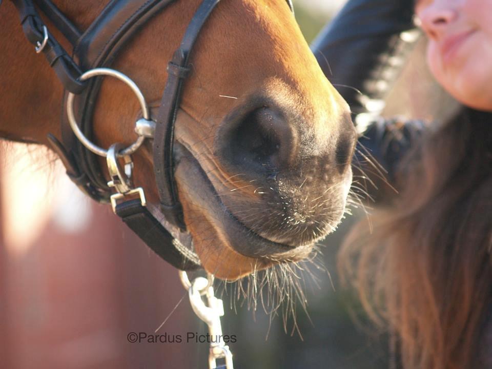 Dansk Varmblod Nico Décir billede 17