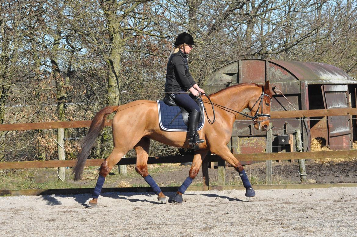 Tysk Oldenburger Meldgårds princesse chakira billede 24