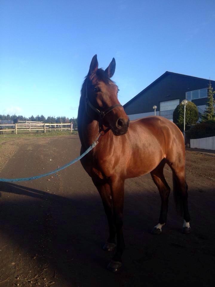 Dansk Varmblod Nico Décir billede 19