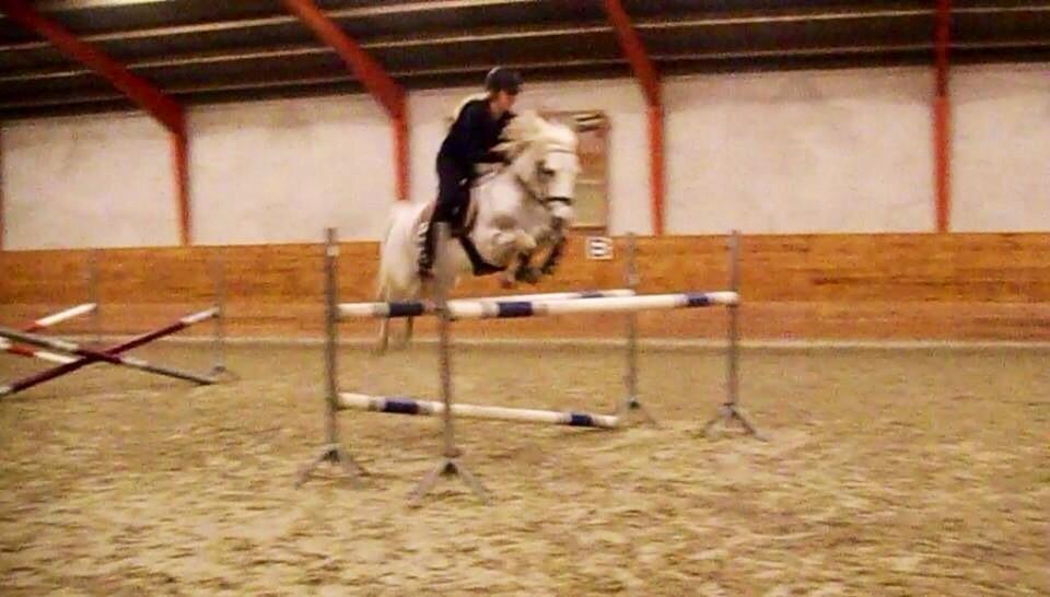 Welsh Pony af Cob-type (sec C) Santo - 1.20 på Santo til springtræning. <333 billede 15