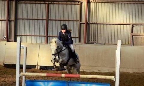 Welsh Pony af Cob-type (sec C) Santo - Et lille opvarmningspring til et stævne <3 billede 16