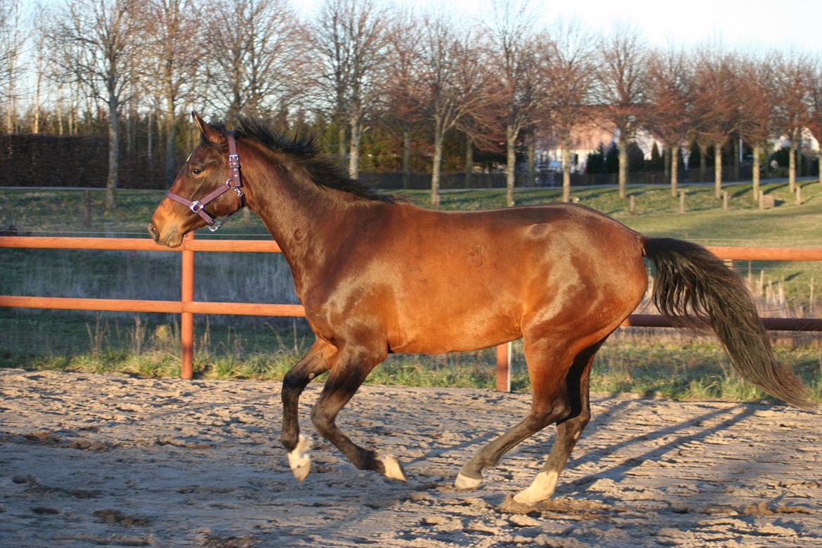 Dansk Varmblod Que Kimer billede 19