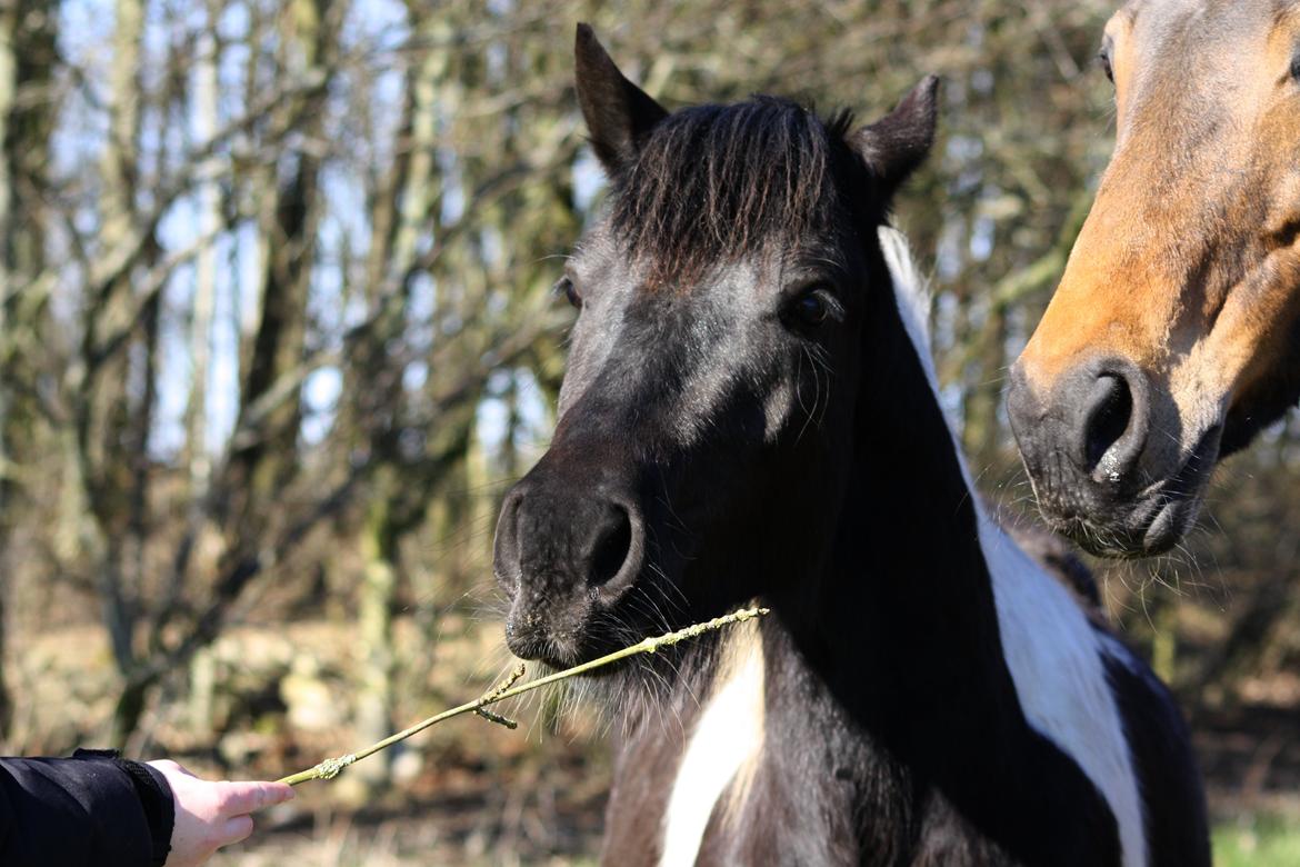 Welsh Cob (sec D) / Pinto - Skovbjerggårds Lucky Girl (SOLGT) billede 13