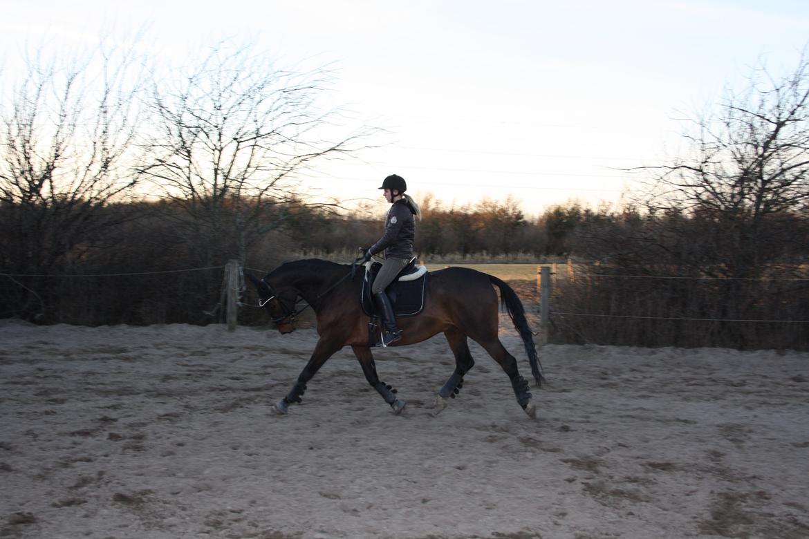 Anden særlig race Easy Go Sofus billede 14