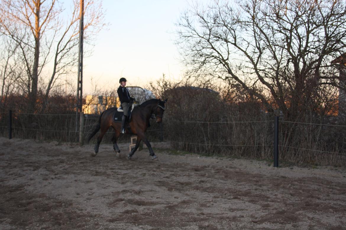 Anden særlig race Easy Go Sofus billede 6