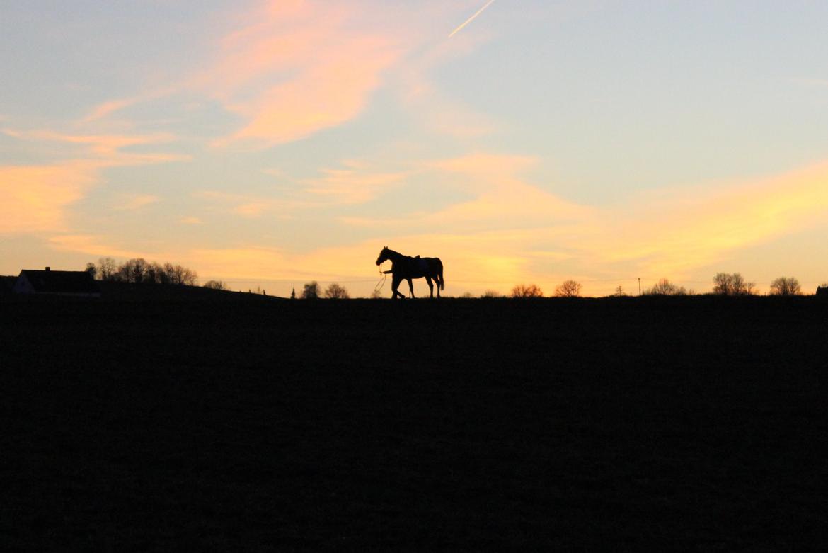 Arabisk fuldblod (OX) Grafik billede 21