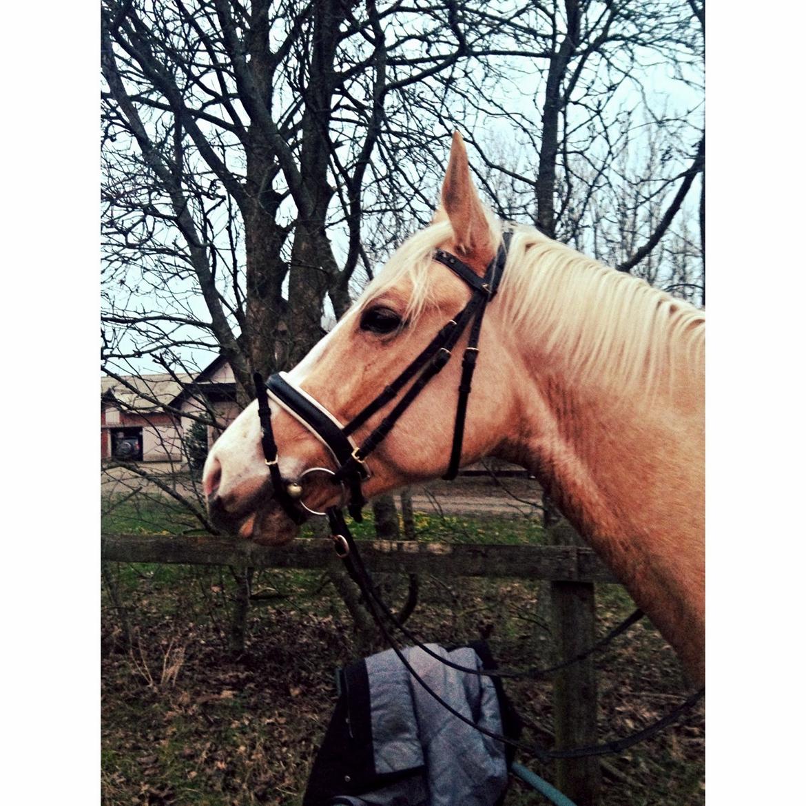 Palomino Kvolsbæks New Nirvana - Nirvana 5 år - lækker voksen baby!  billede 19