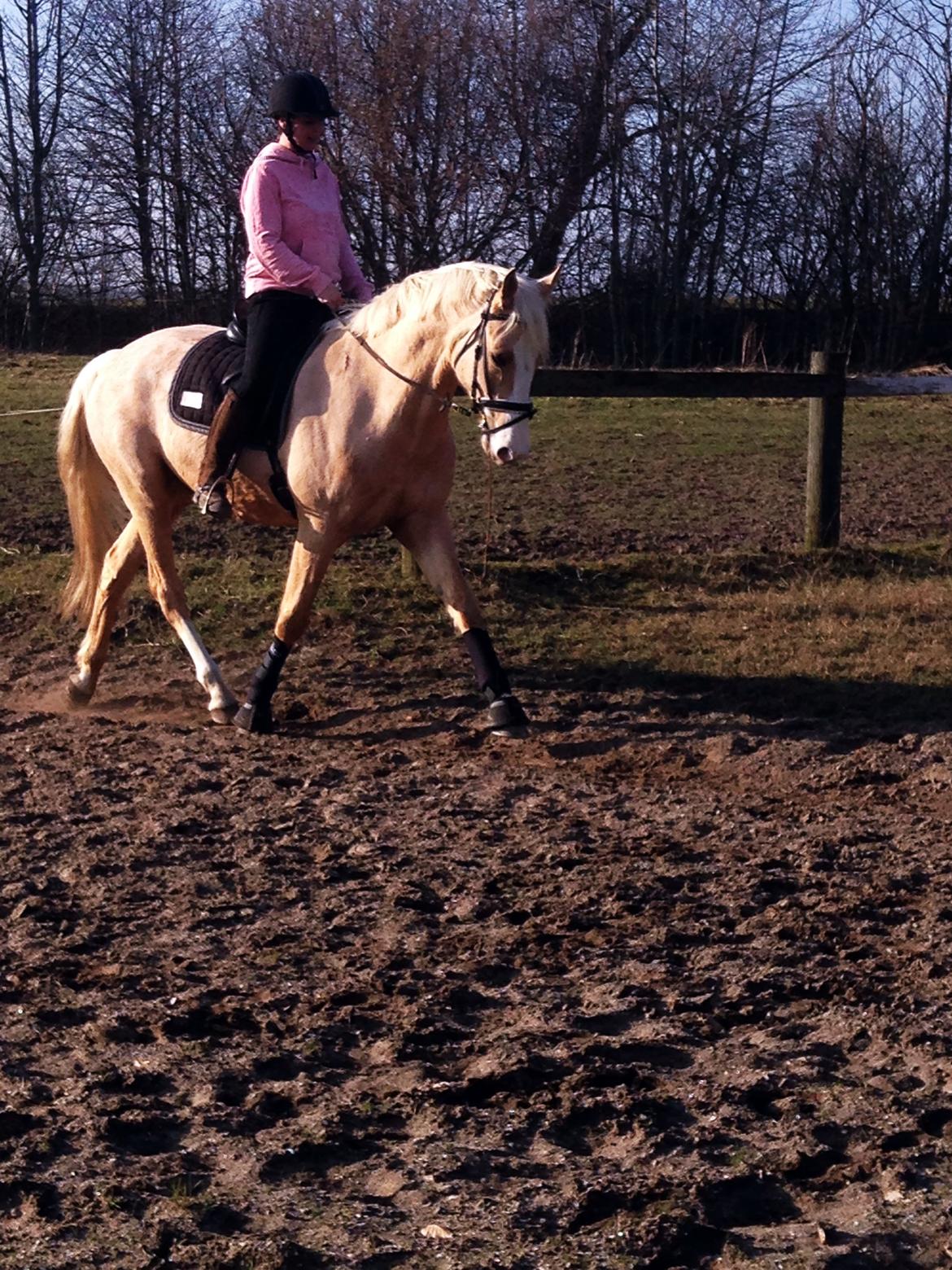 Palomino Kvolsbæks New Nirvana - 9.3.14 billede 22