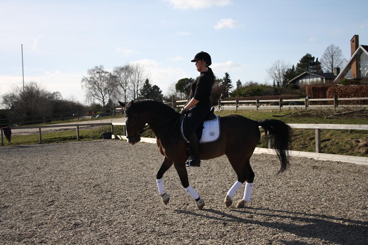 Anden særlig race Flying Timon billede 7