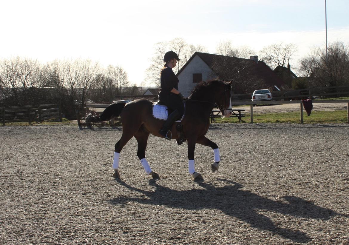 Anden særlig race Flying Timon billede 14