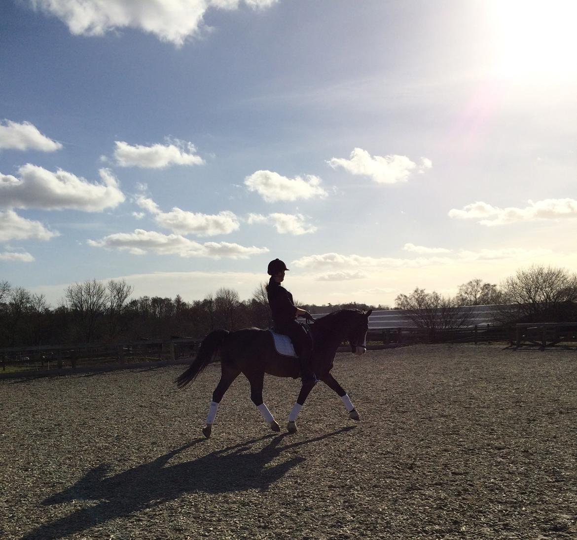 Anden særlig race Flying Timon billede 17