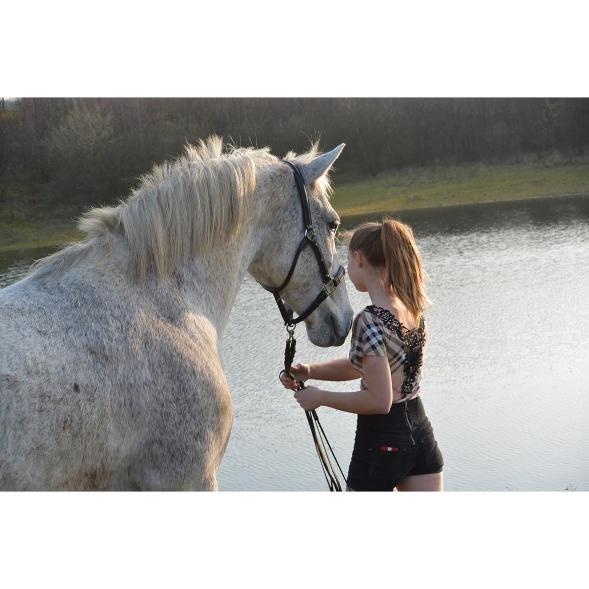 Lipizzaner Novell - Bette mand :D billede 7