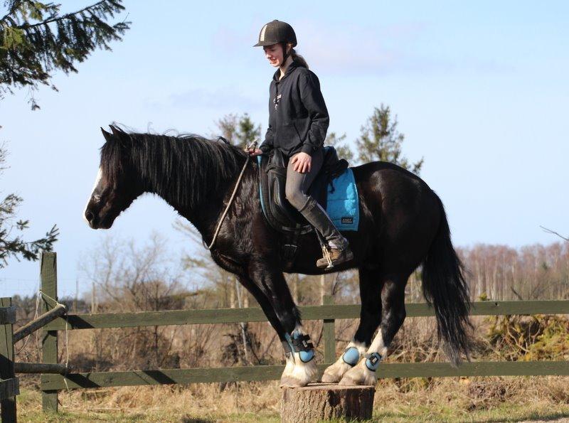 Welsh Cob (sec D) Fronerthig Black Rebel billede 12