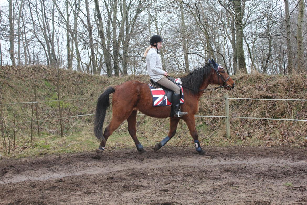 Traver Mark ~ Hypselotte ~ - Første gang jeg red Mark. billede 17
