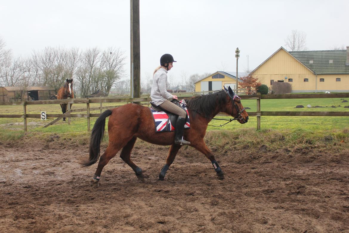 Traver Mark ~ Hypselotte ~ - Første gang jeg red Mark. billede 18