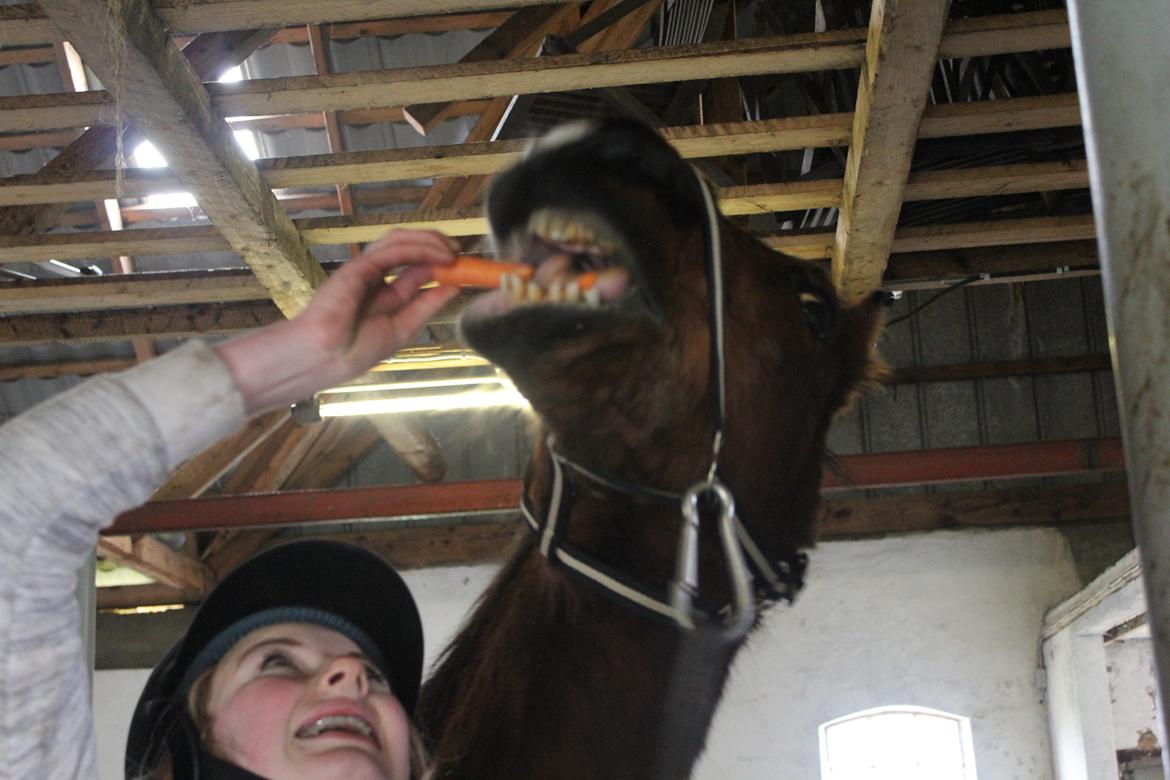 Traver Mark ~ Hypselotte ~ - Mark kan smile! billede 21