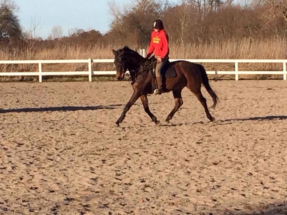 Anden særlig race Clint - 11/03/2014 - Bruno bliver bare skønnere og skønnere!  billede 9