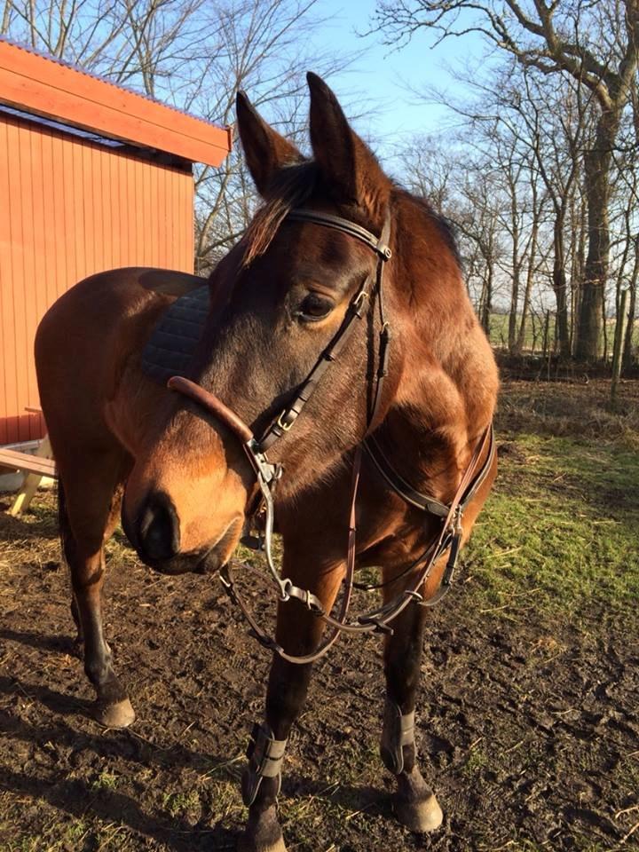 Anden særlig race Clint - Første tegn på godt vejr 2014... Måske midt Februar (:  billede 12