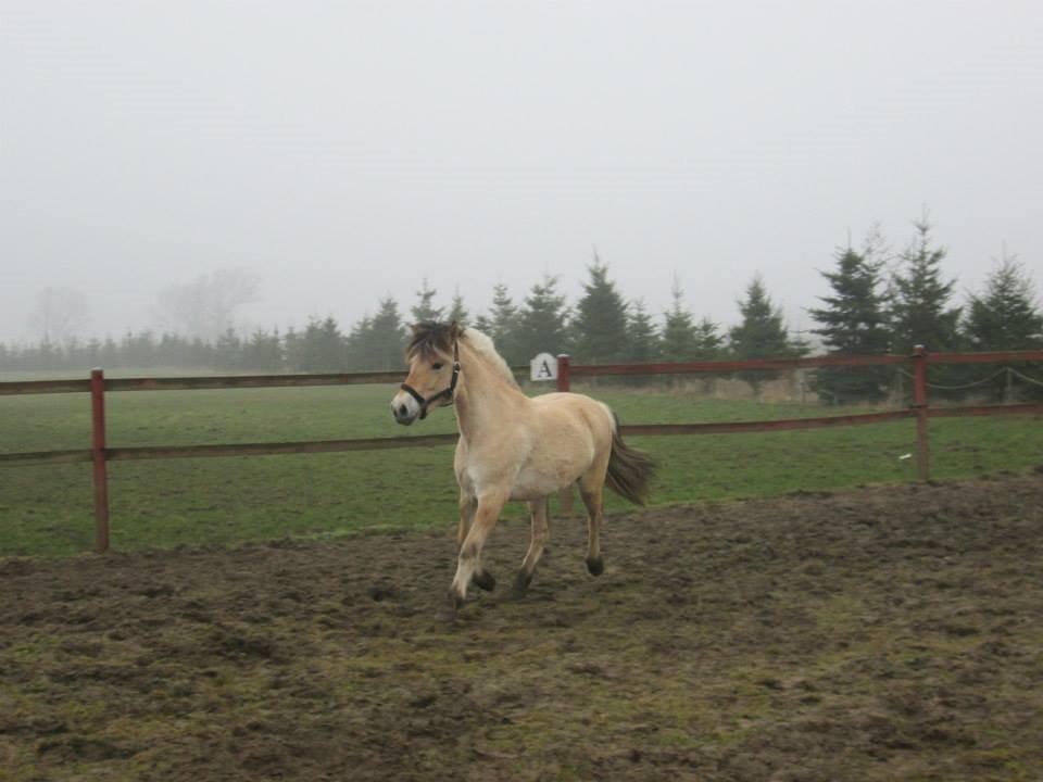 Fjordhest Curious just like me *Smilla* billede 16