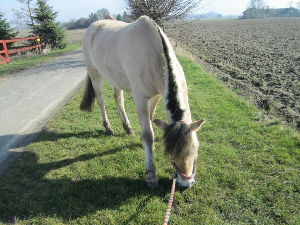 Fjordhest Curious just like me *Smilla* billede 18