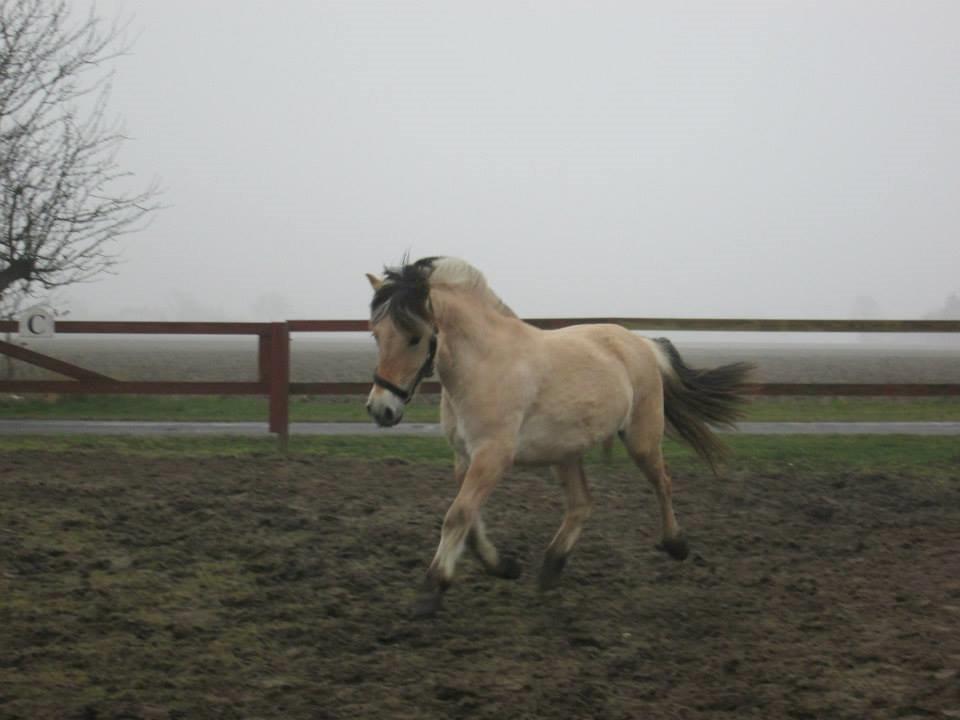 Fjordhest Curious just like me *Smilla* billede 14