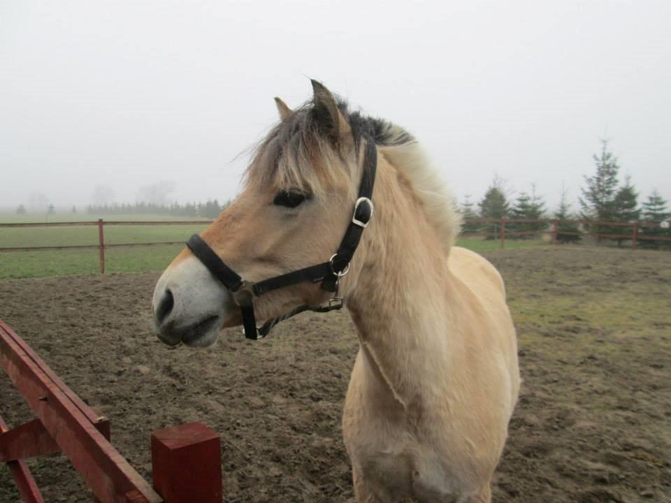 Fjordhest Curious just like me *Smilla* - Hendes første tur på ridebanen, det nye sted :)  billede 15