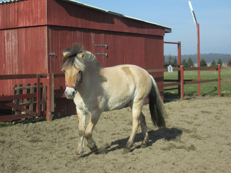Fjordhest Curious just like me *Smilla* billede 17