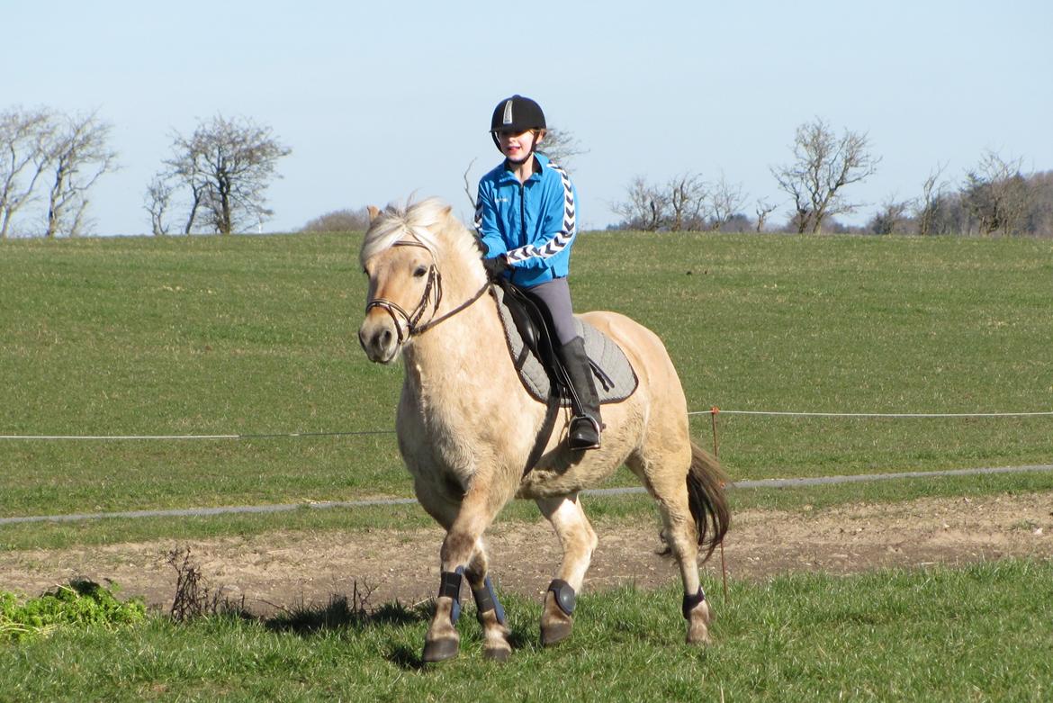 Fjordhest Ørn Fjordlyst billede 15