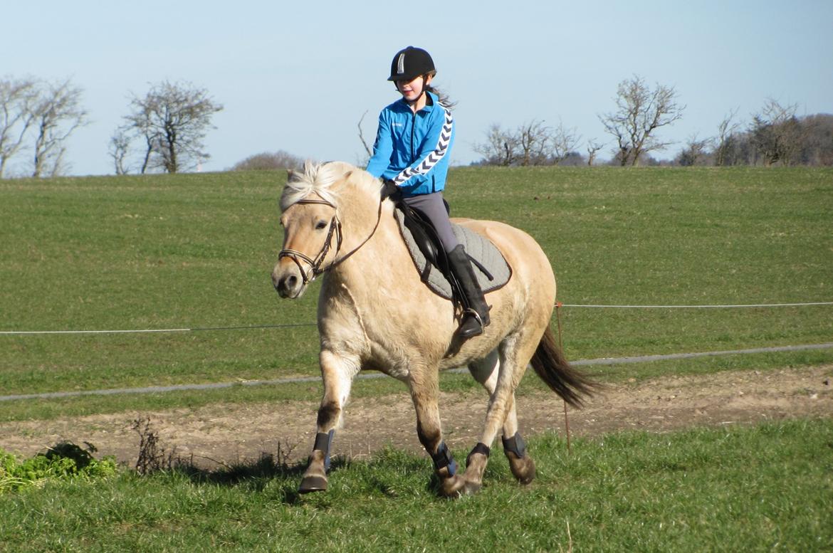 Fjordhest Ørn Fjordlyst billede 16