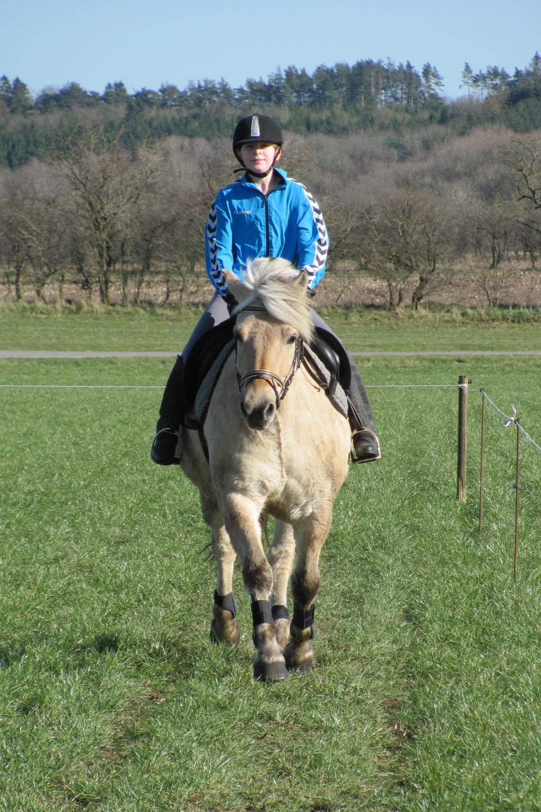Fjordhest Ørn Fjordlyst billede 17