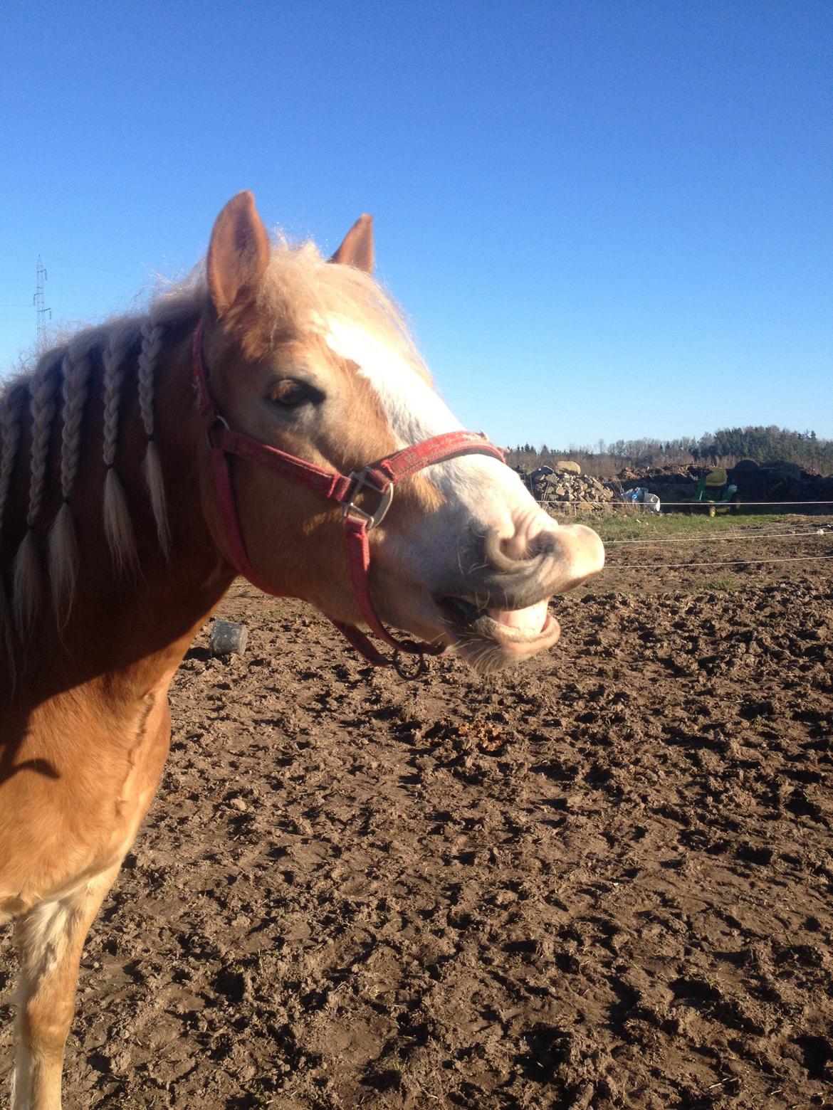 Haflinger Wonder<3 billede 12