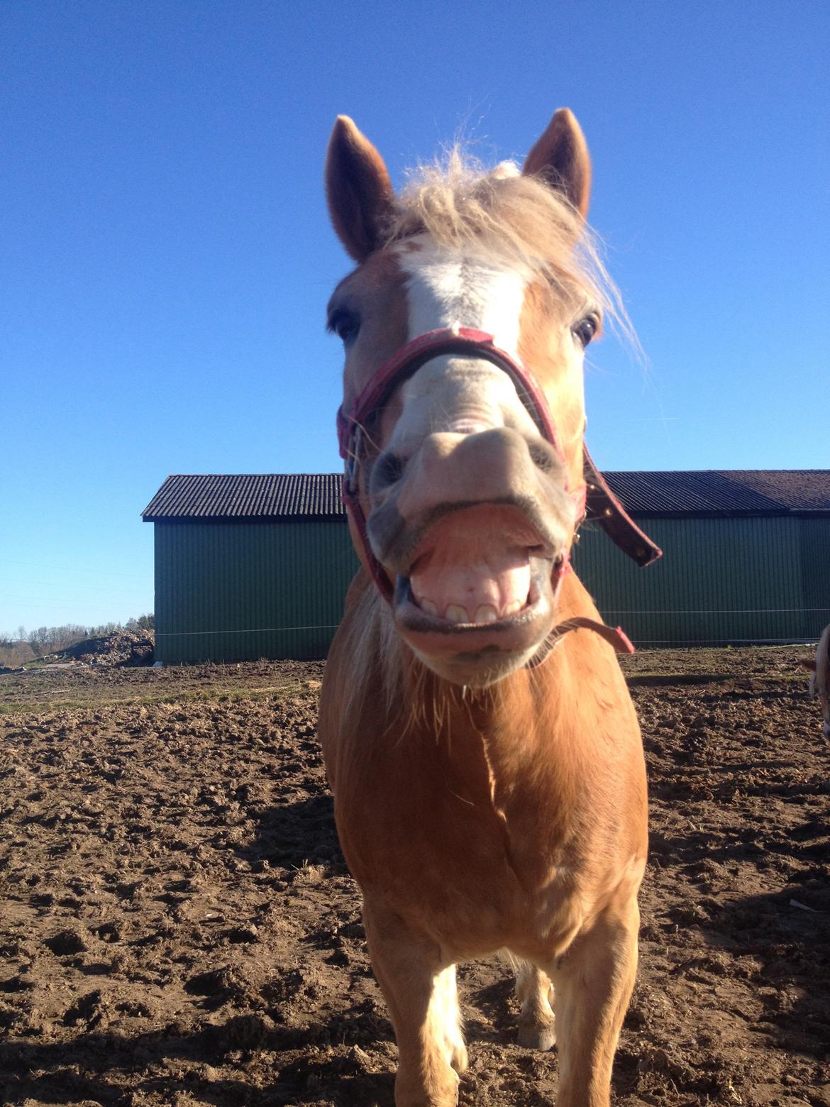 Haflinger Wonder<3 billede 13