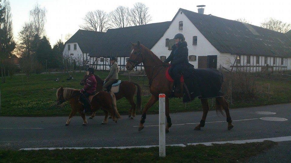 Dansk Varmblod Gørklintgårds Bellini - Ude og ride tur, mini, mellem og kæmpen :) billede 8
