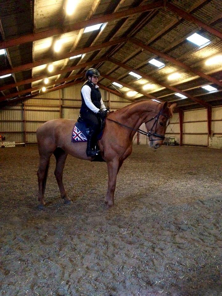 Dansk Varmblod Gørklintgårds Bellini - Ude og ride tøsen billede 9