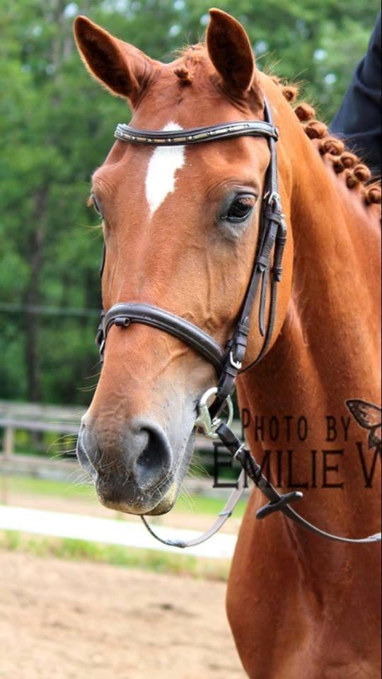 Dansk Varmblod Gørklintgårds Bellini - Også fra tidligere rytter billede 11
