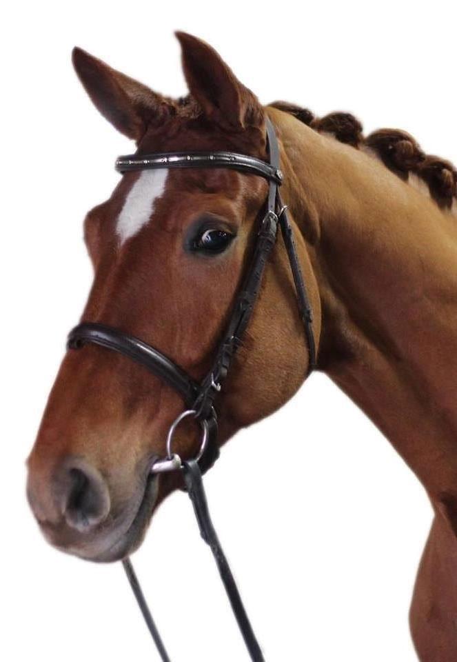 Dansk Varmblod Gørklintgårds Bellini - Billed fra tidligere rytter billede 10