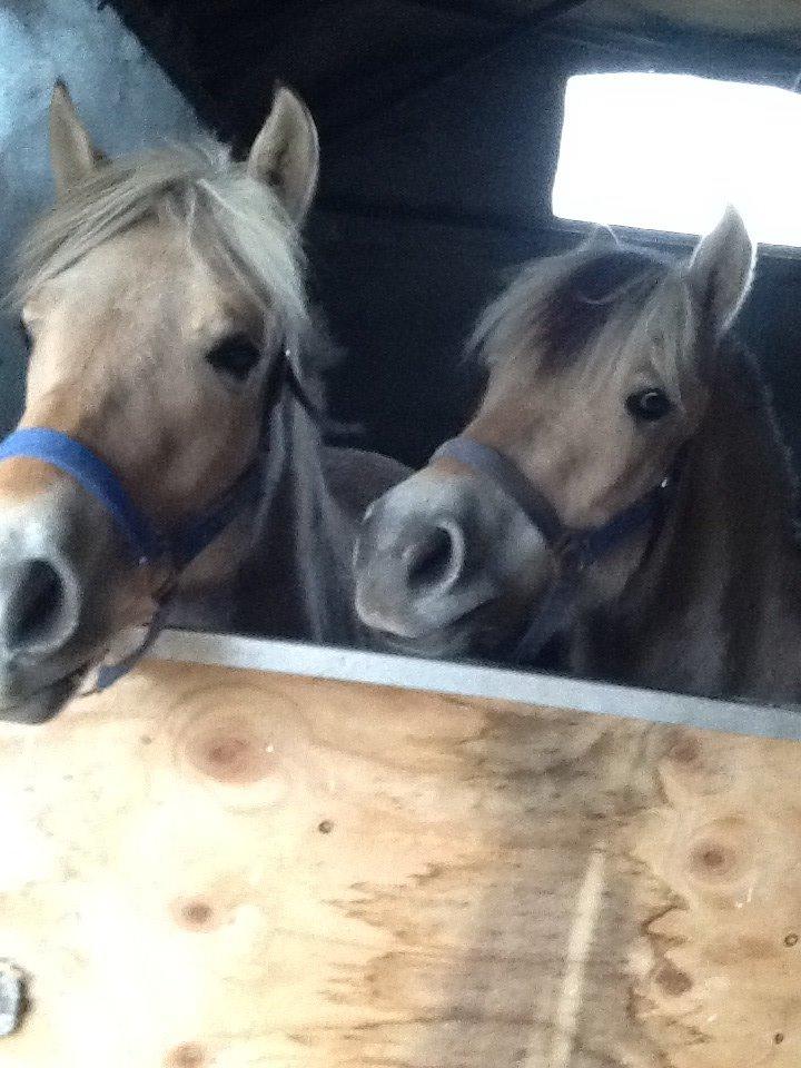 Fjordhest Lotte<3  billede 1