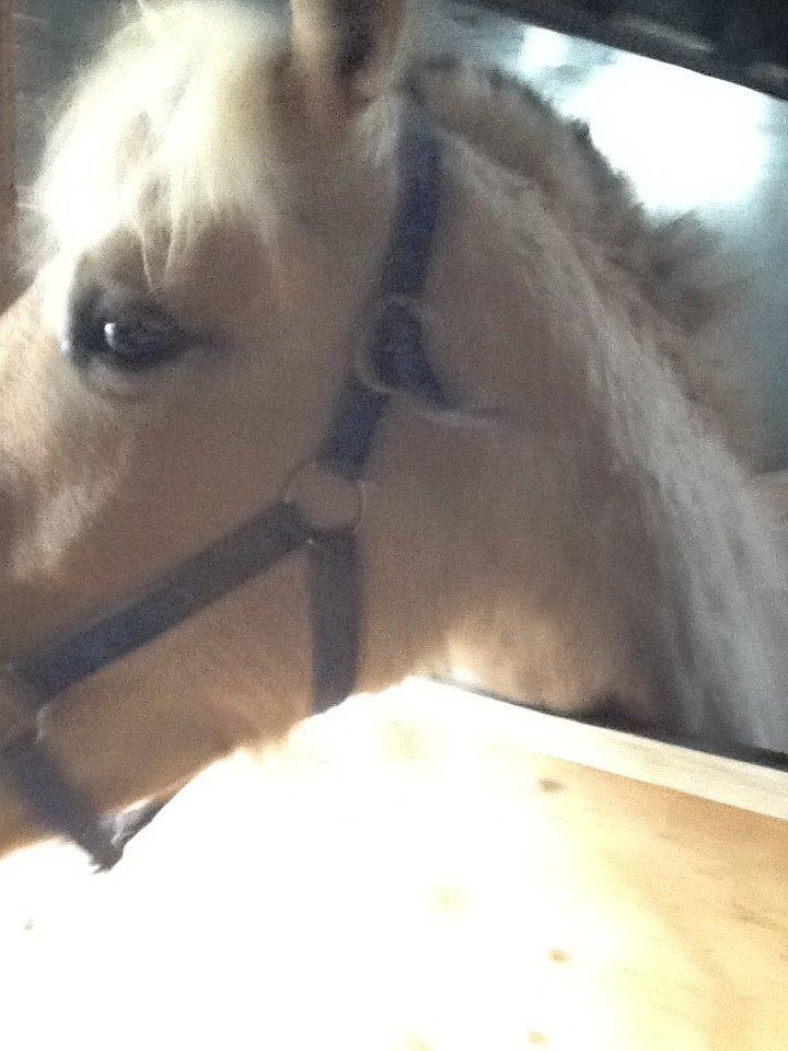 Fjordhest Lotte<3  billede 2