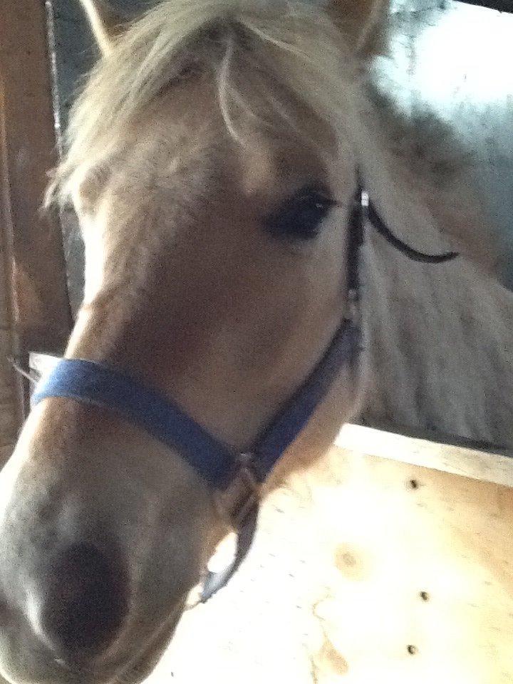 Fjordhest Lotte<3  billede 3