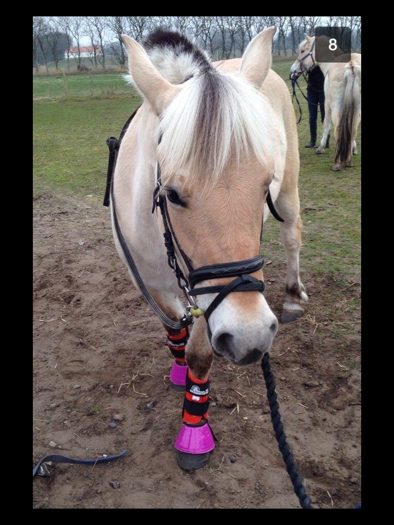 Fjordhest Lotte<3  billede 4