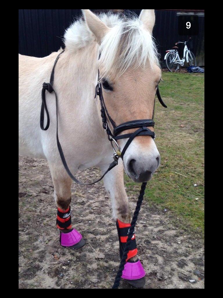 Fjordhest Lotte<3  billede 5
