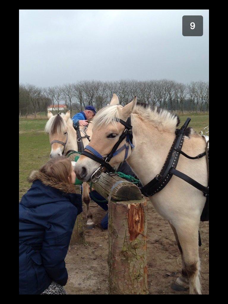 Fjordhest Lotte<3  billede 6