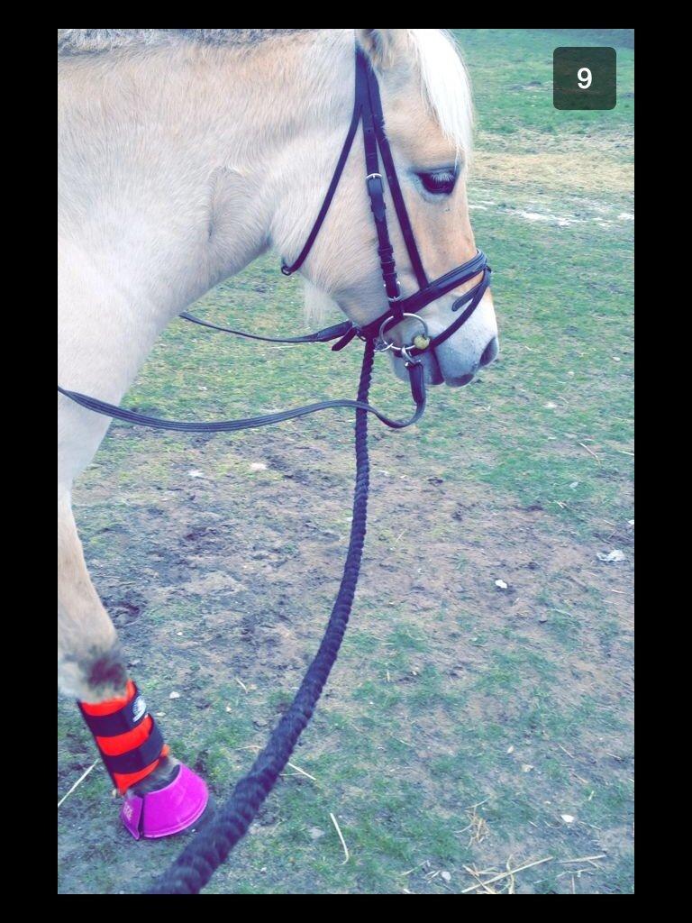 Fjordhest Lotte<3  billede 7